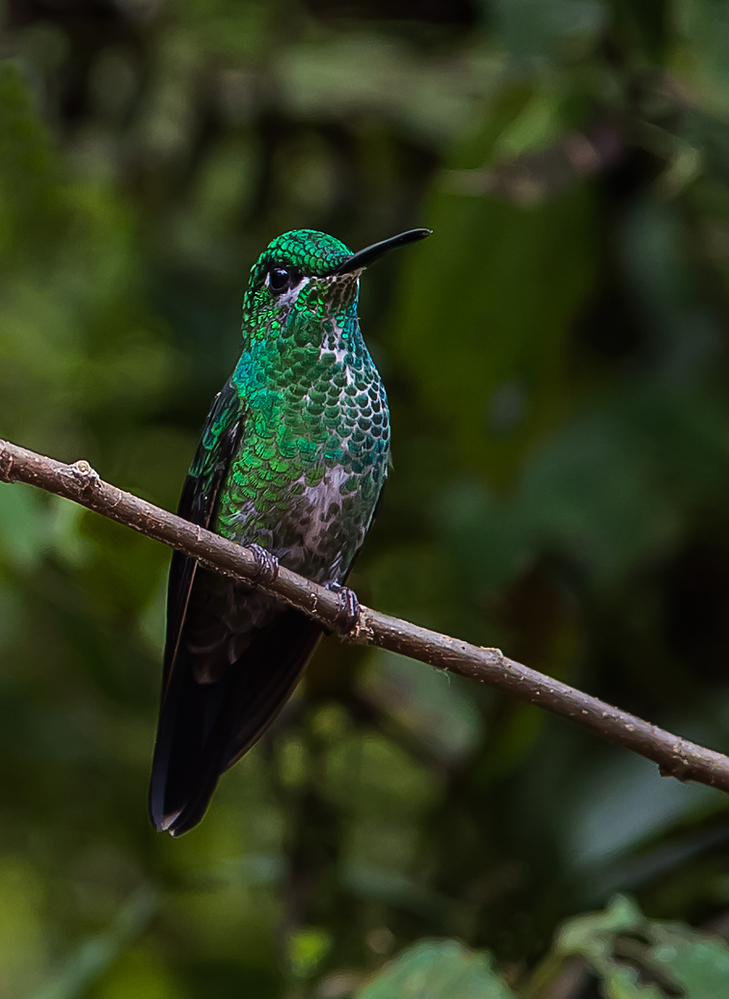 Costa Rica Green Crowned Brilliant Hummingbird